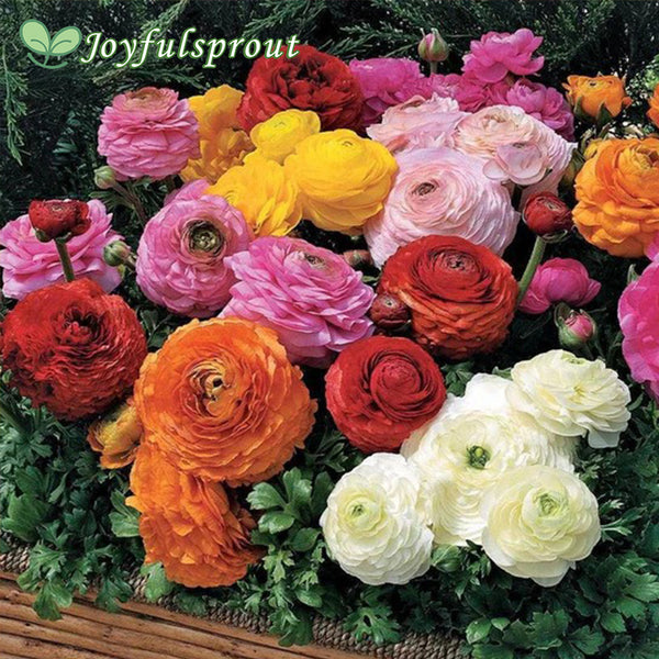 Ranunculus Blend Seeds
