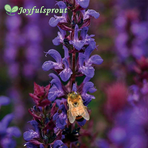 Salvatore Blue Salvia Seeds