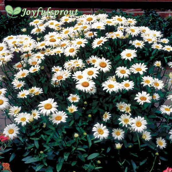Leucanthemum 'Snow Cap'