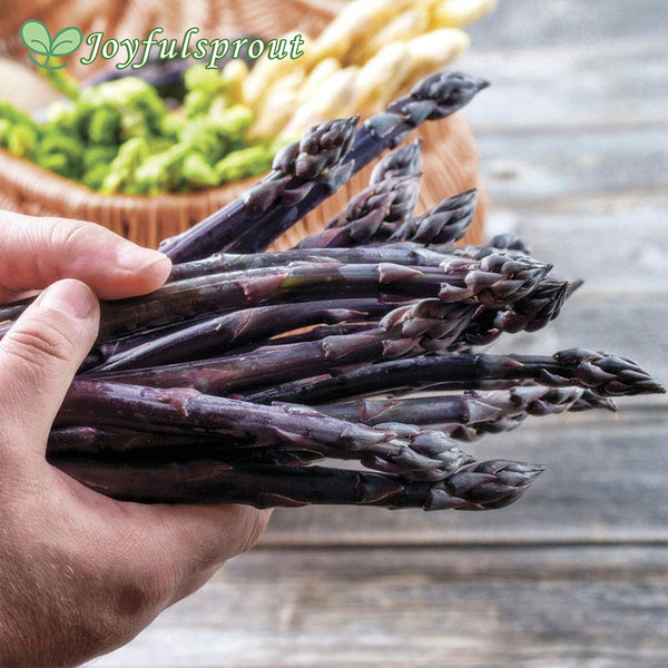 Asparagus Purple Passion Seeds