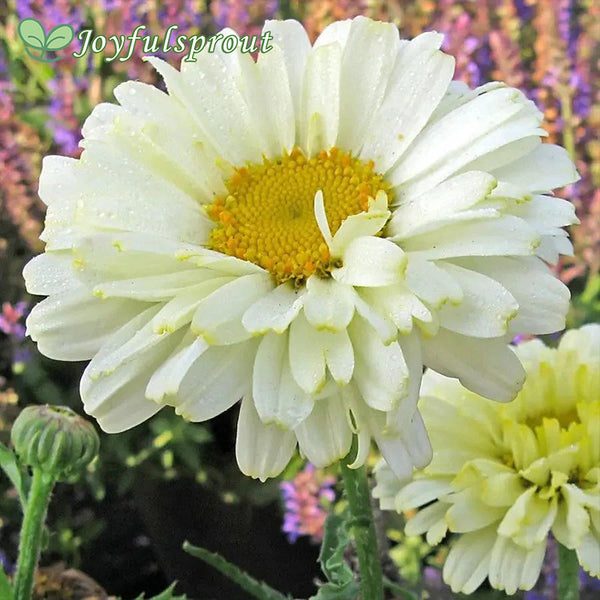 Leucanthemum 'Real Dream'