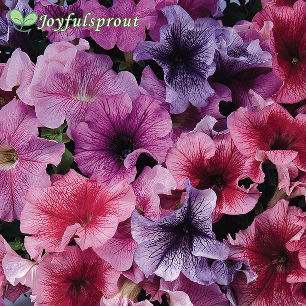 Daddy Mix Petunia Seeds