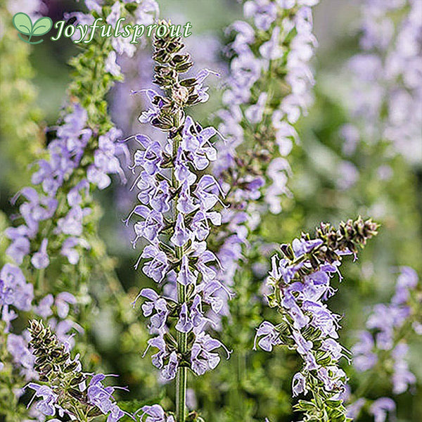 Salvia 'Crystal Blue'