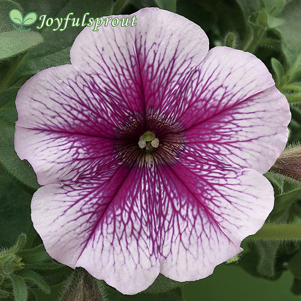 Opera Supreme Raspberry Ice Petunia Seeds