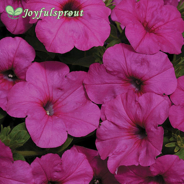 Easy Wave Neon Rose Petunia Seeds
