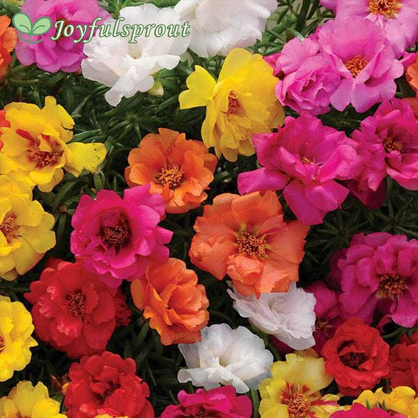 Happy Hour Mix Moss Rose Seeds
