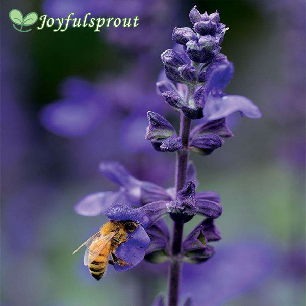 Big Blue Salvia Seeds
