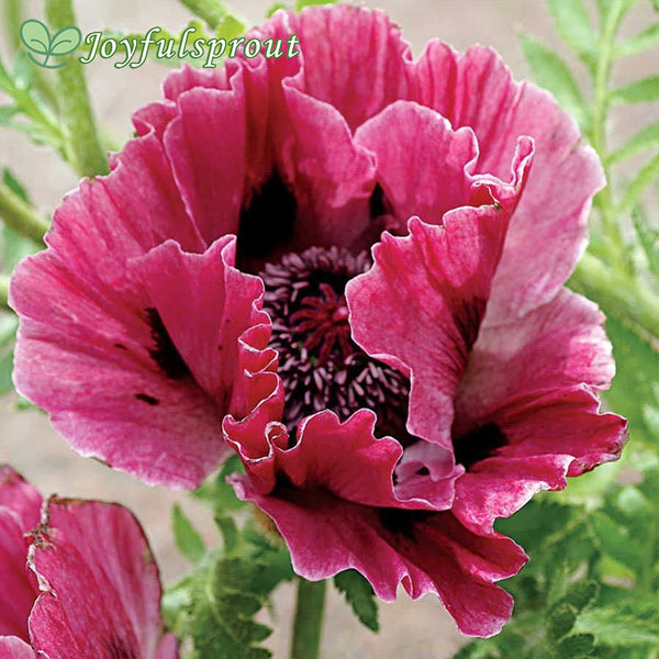 Harlem Oriental Poppy