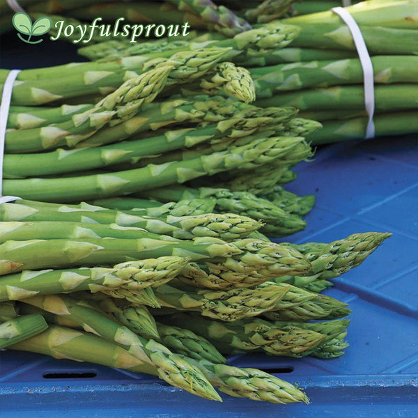 Asparagus Millenium Seeds