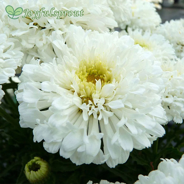 Leucanthemum REALFLOR 'Real Snowball'