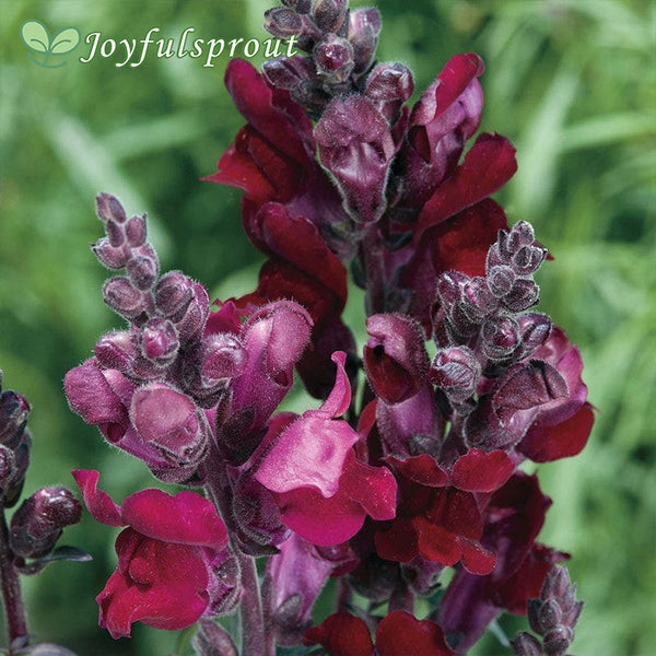 'Black Prince' Snapdragon Seeds