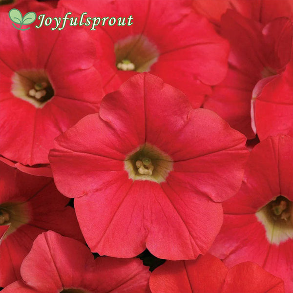 Shock Wave Coral Crush Petunia Seeds