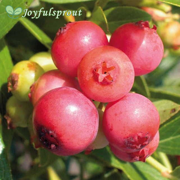 Blueberry 'Pink Lemonade' Vaccinium Seeds