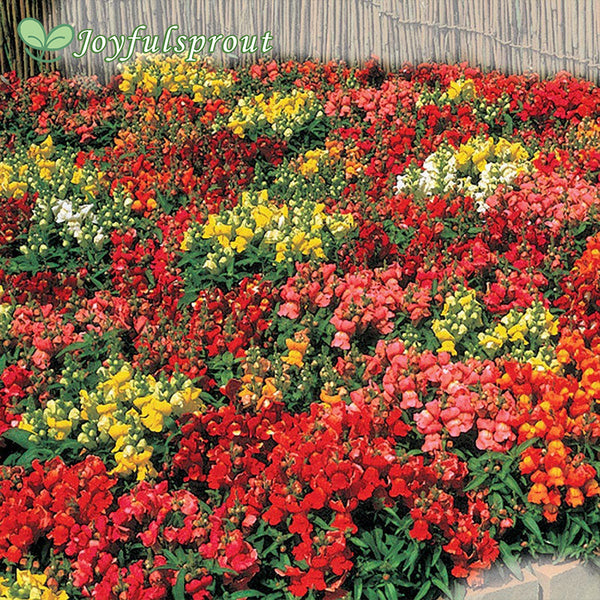 Floral Showers Hybrid Mix Snapdragon Seeds