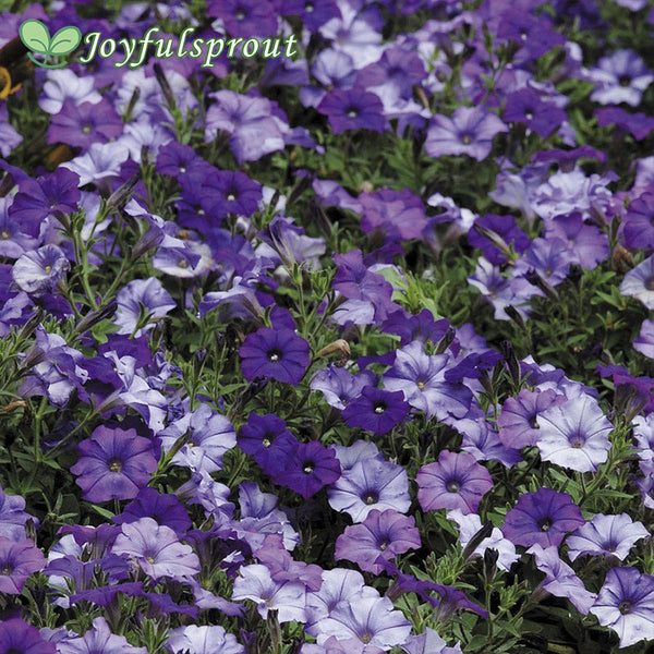 Shock Wave Denim Shades Petunia Seeds