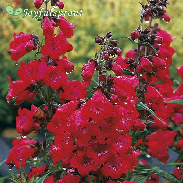 Cha Cha 'Cherry' Penstemon