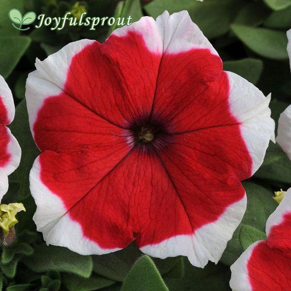 Dreams Red Picotee Petunia