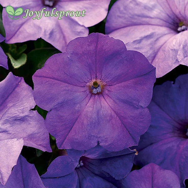 Easy Wave Lavender Sky Blue Petunia Seeds
