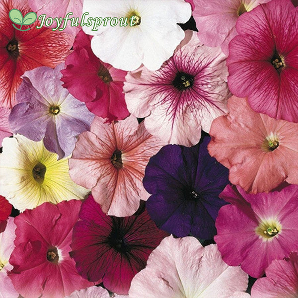 Celebrity Mix Petunia Seeds