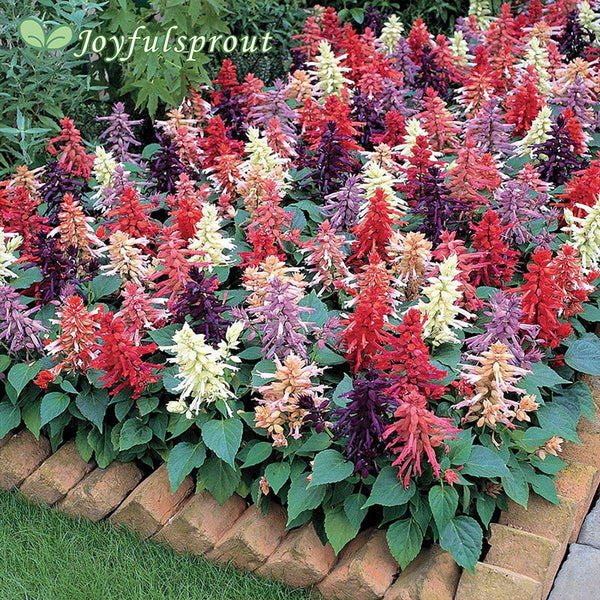 Vista Mix Salvia Seeds