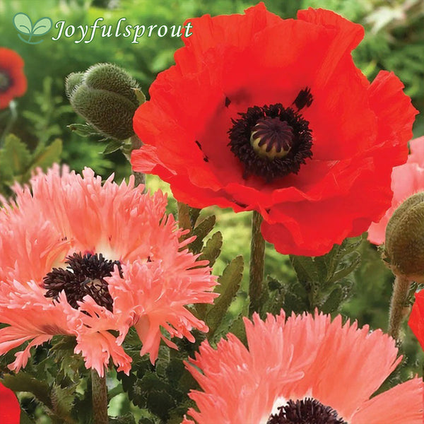 Papaver Collection Poppy