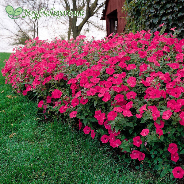 Tidal Wave Hot Pink Petunia Seeds