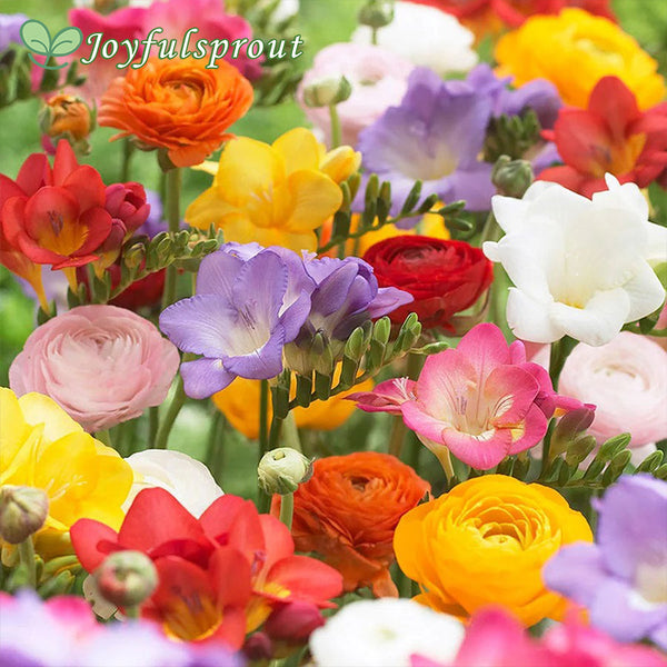 Freesia & Ranunculus Grand Blend Seeds