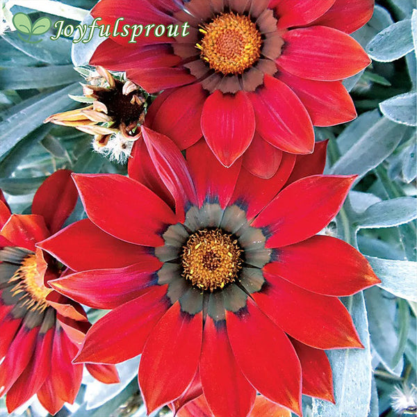 Frosty Kiss Red Hybrid Gazania Seeds