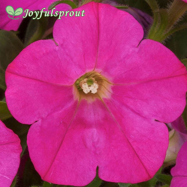 FlashForward Pink Petunia Seeds