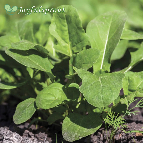 Arugula Seeds