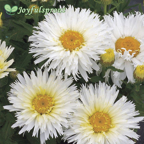 Leucanthemum 'Belgian Lace'
