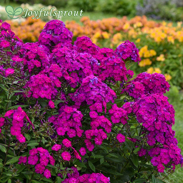 Phlox Luminary 'Ultraviolet'