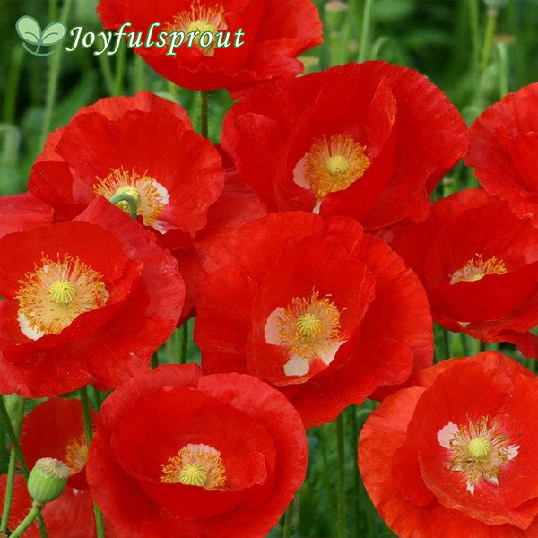'American Legion' Heirloom Poppy Seeds