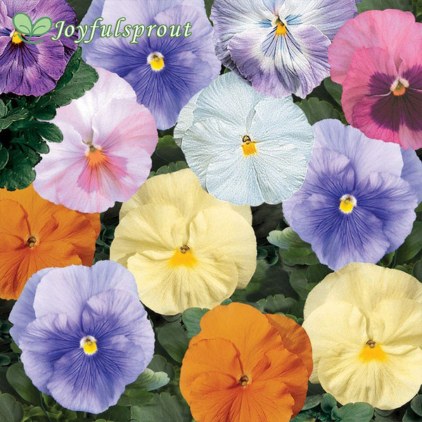 Delta Classic Watercolors Mix Pansy Seeds