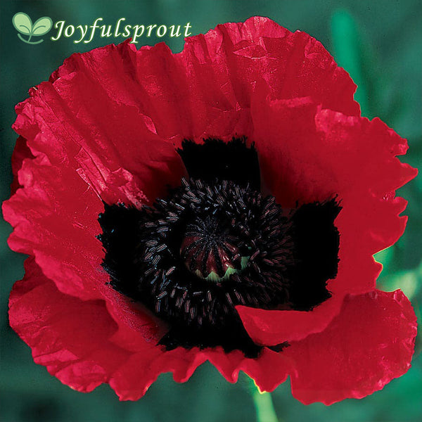 Great Scarlet Poppy Seeds