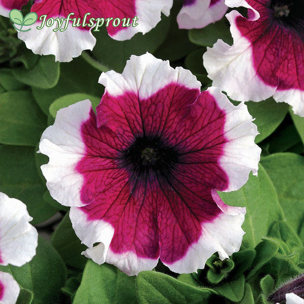 Dreams Burgundy Picotee Petunia Seeds