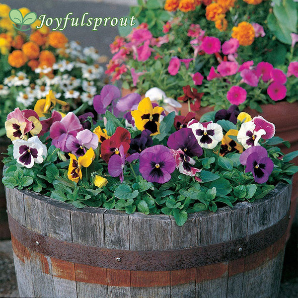 Majestic Giants II Mix Pansy Seeds