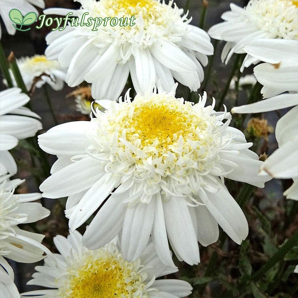 Leucanthemum REALFLOR 'Real Comet'