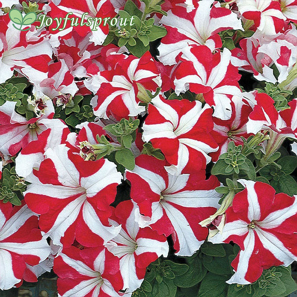 TriTunia Red Star Hybrid Petunia Seeds