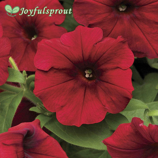 Easy Wave Red Velour Petunia Seeds