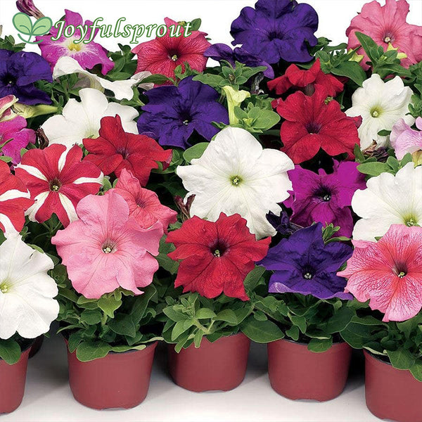 TriTunia Mix Hybrid Petunia Seeds