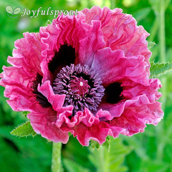 Papaver 'Central Park' Poppy Seeds