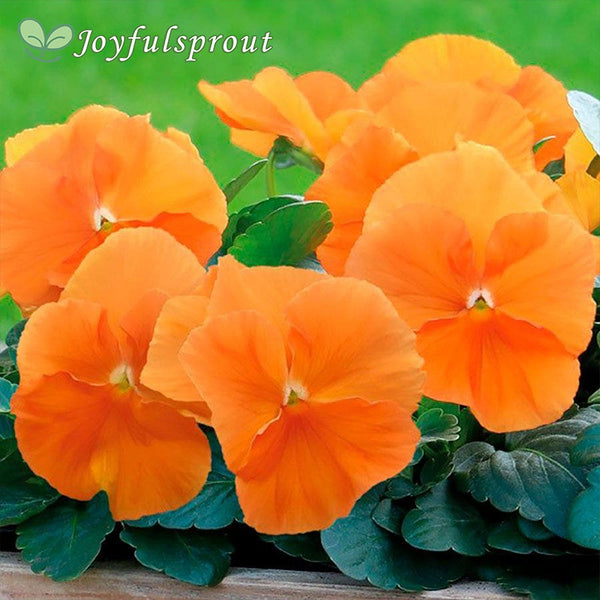 Inspire DeluXXe Orange Pansy Seeds