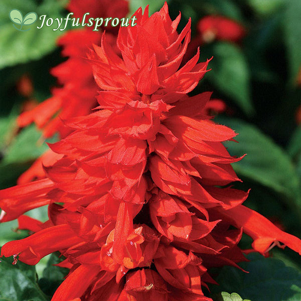 Hotline Improved Red Salvia Seeds