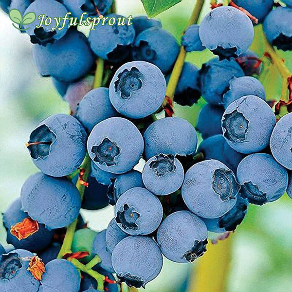Blueberry 'Razz' Vaccinium Seeds