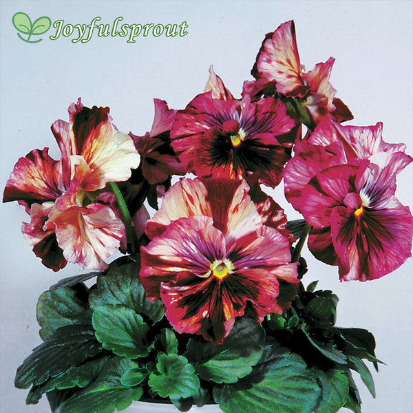 Chianti Terracotta Pansy Seeds