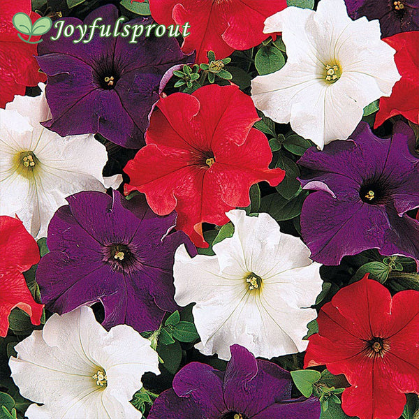 Dreams Patriot Mix Petunia Seeds
