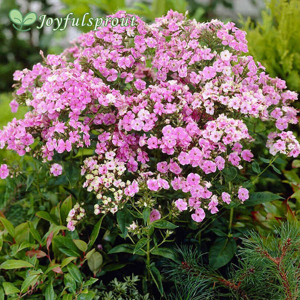 Phlox 'Starburst'