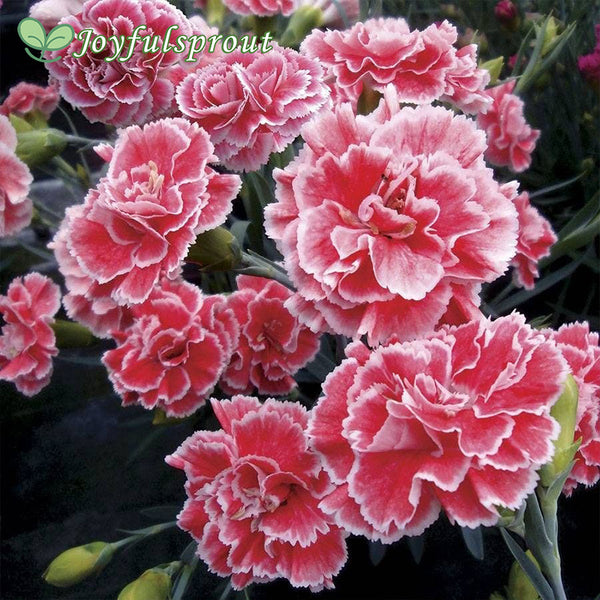 Dianthus Scent First 'Coral Reef'