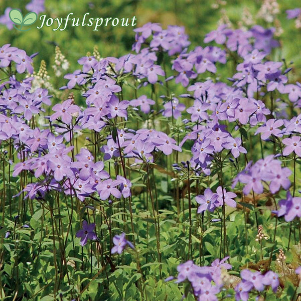Blue Moon Woodland Phlox